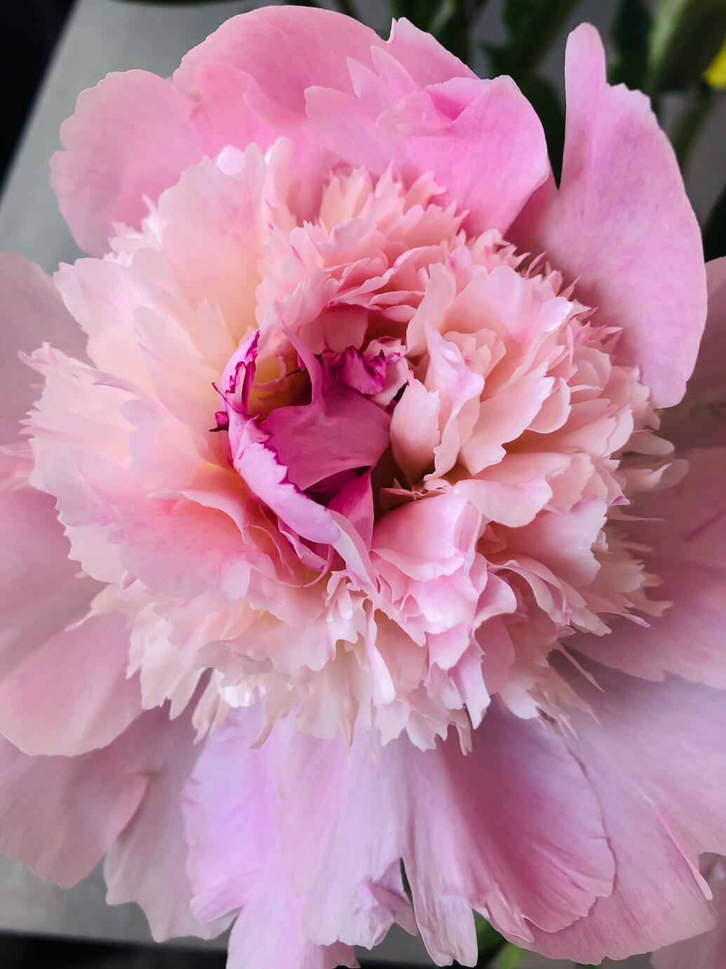 Ouverture rose