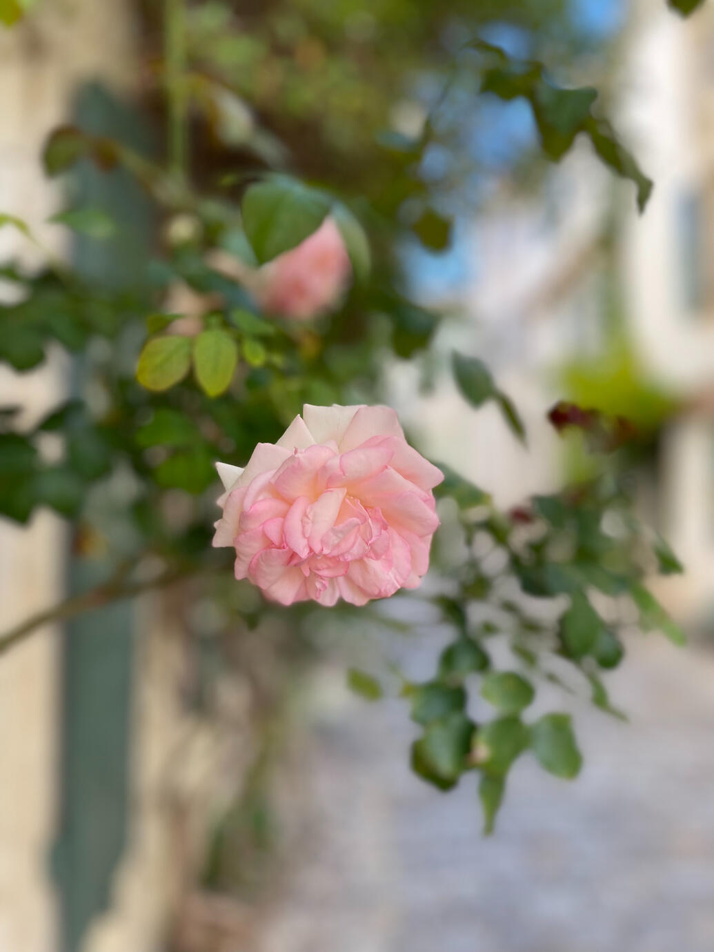 L'île de Ré rose