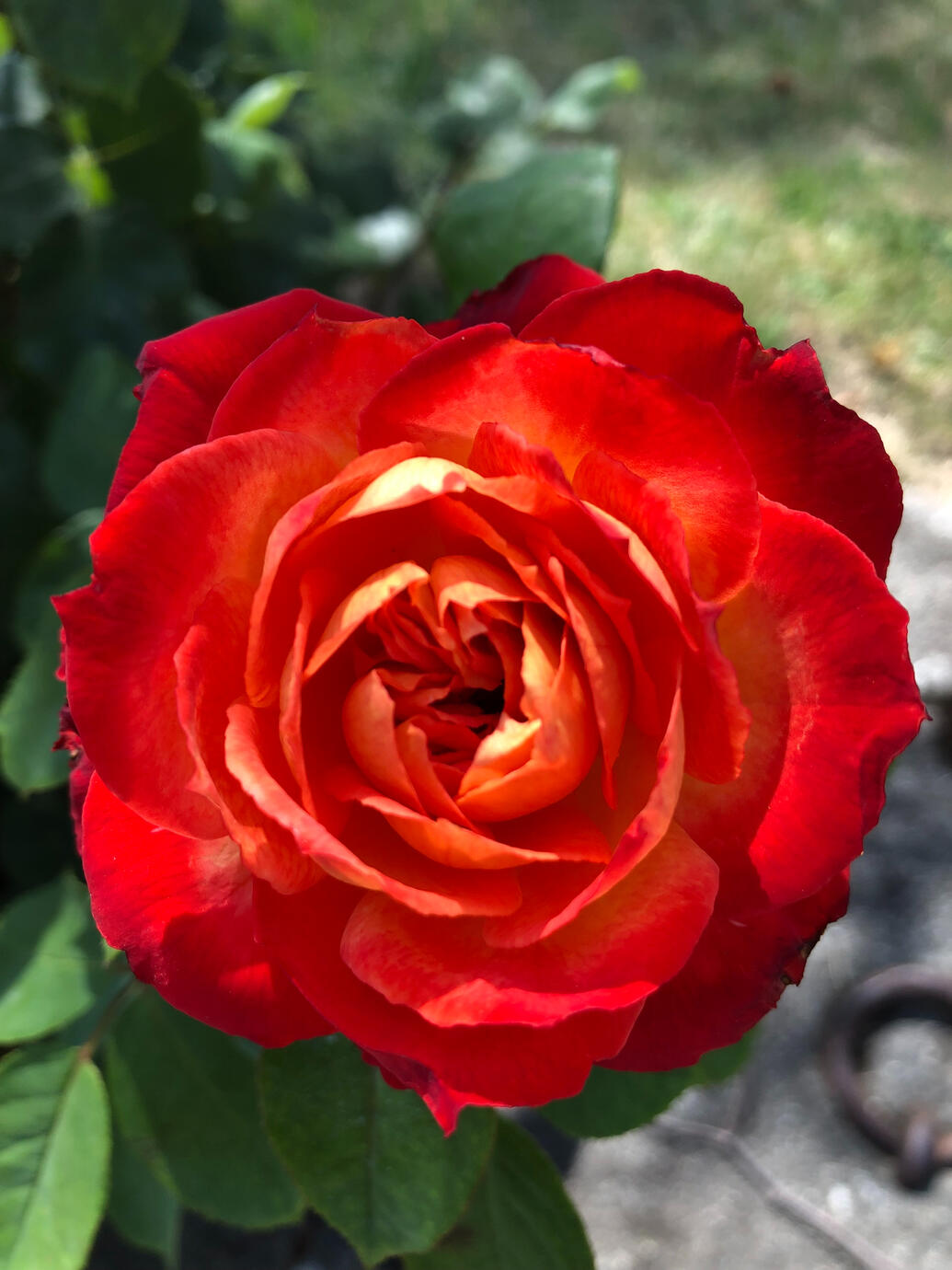 Rose orange