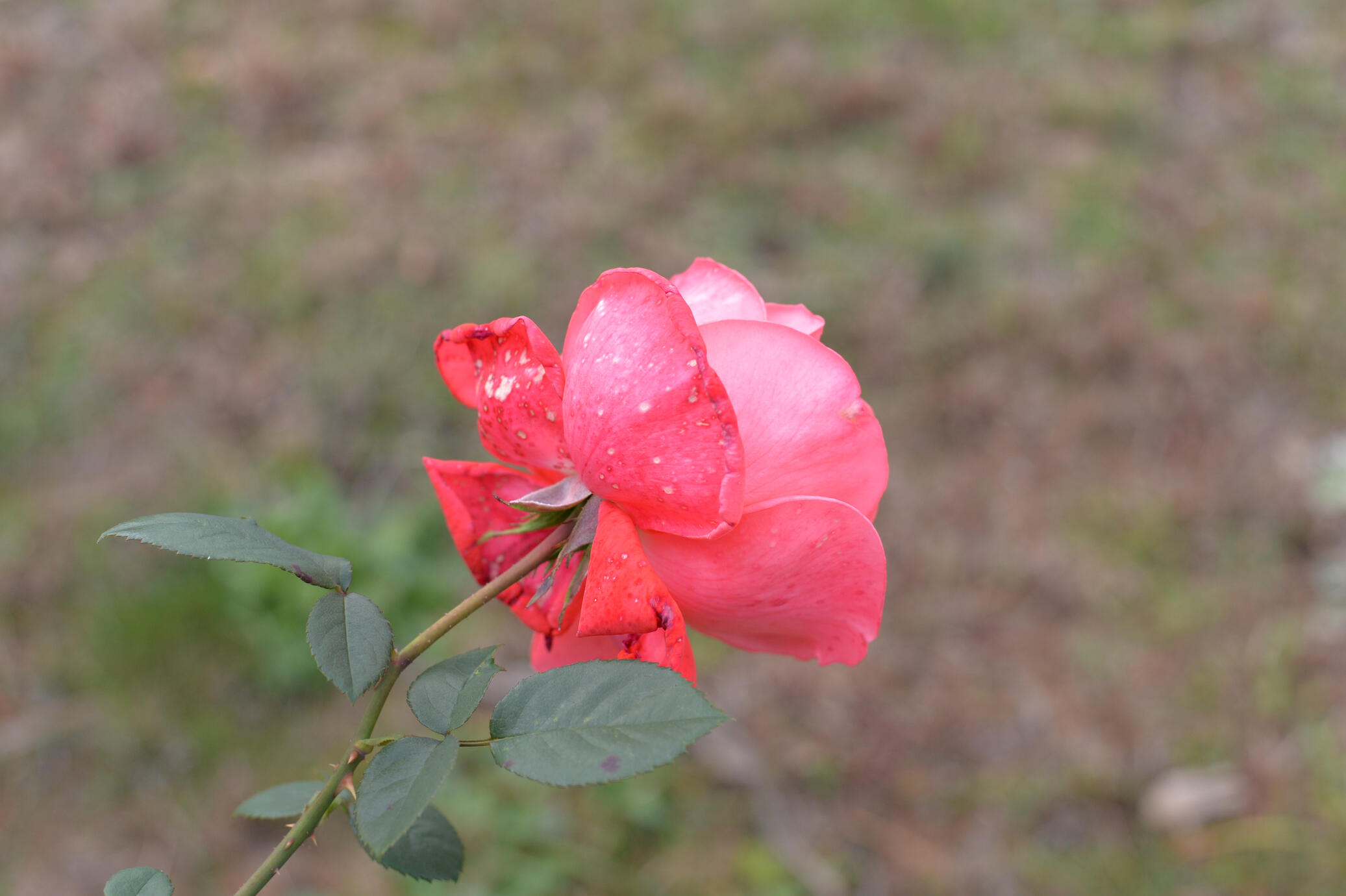 Rosée du matin
