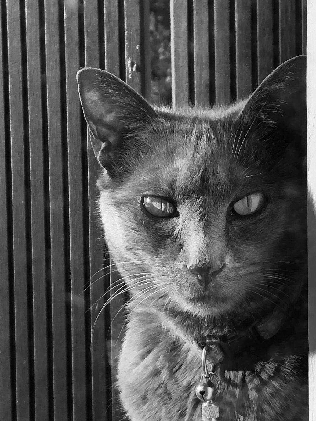 Zazie