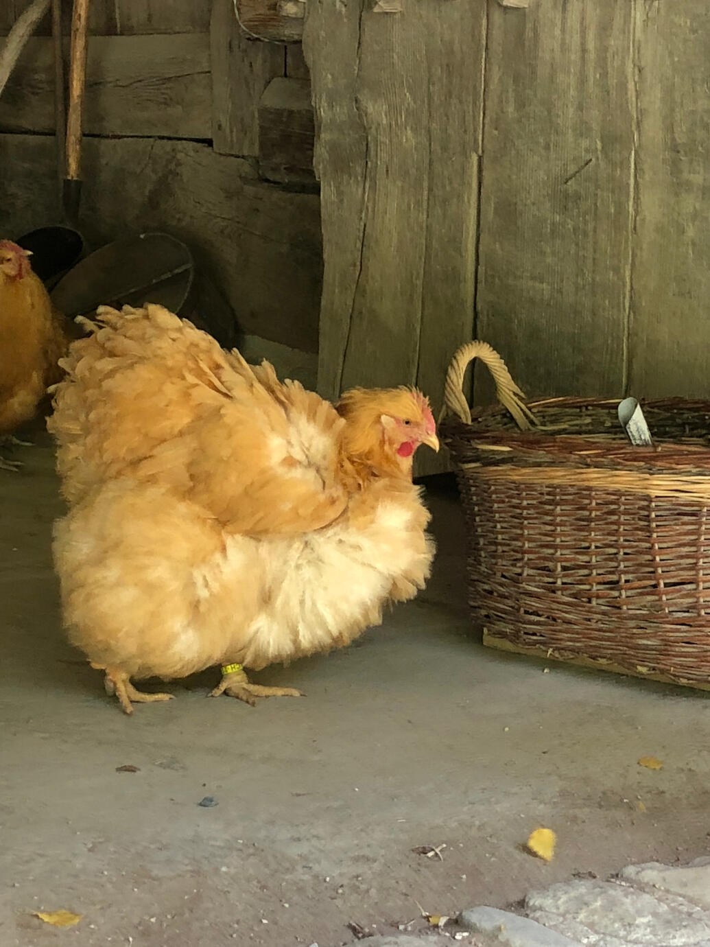 Gold Chicken