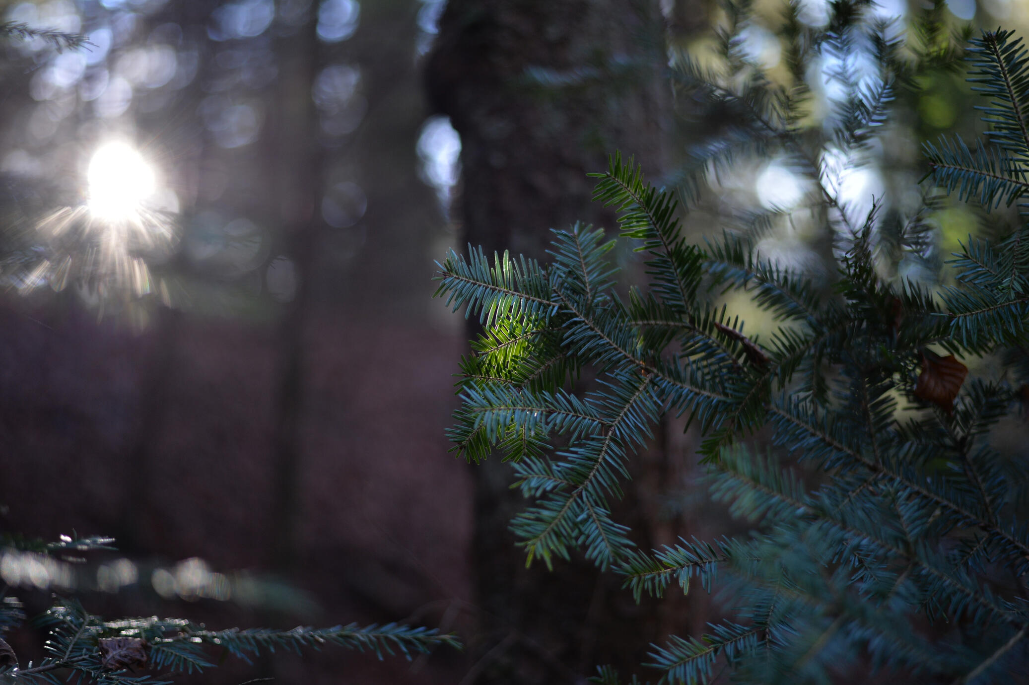 Forest